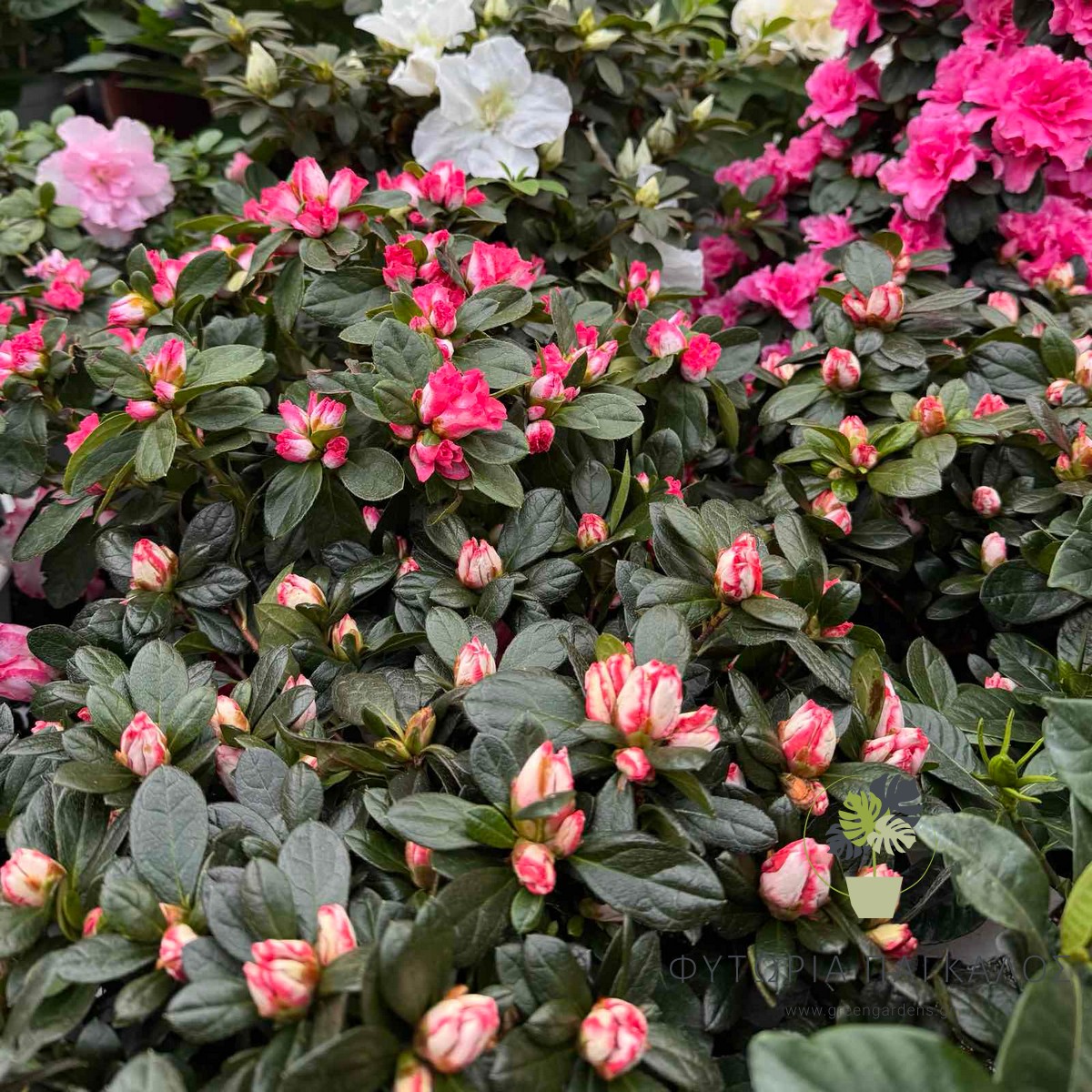 ΑΖΑΛΕΑ – Rhododendron sp